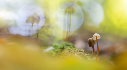 Magische Augenblicke