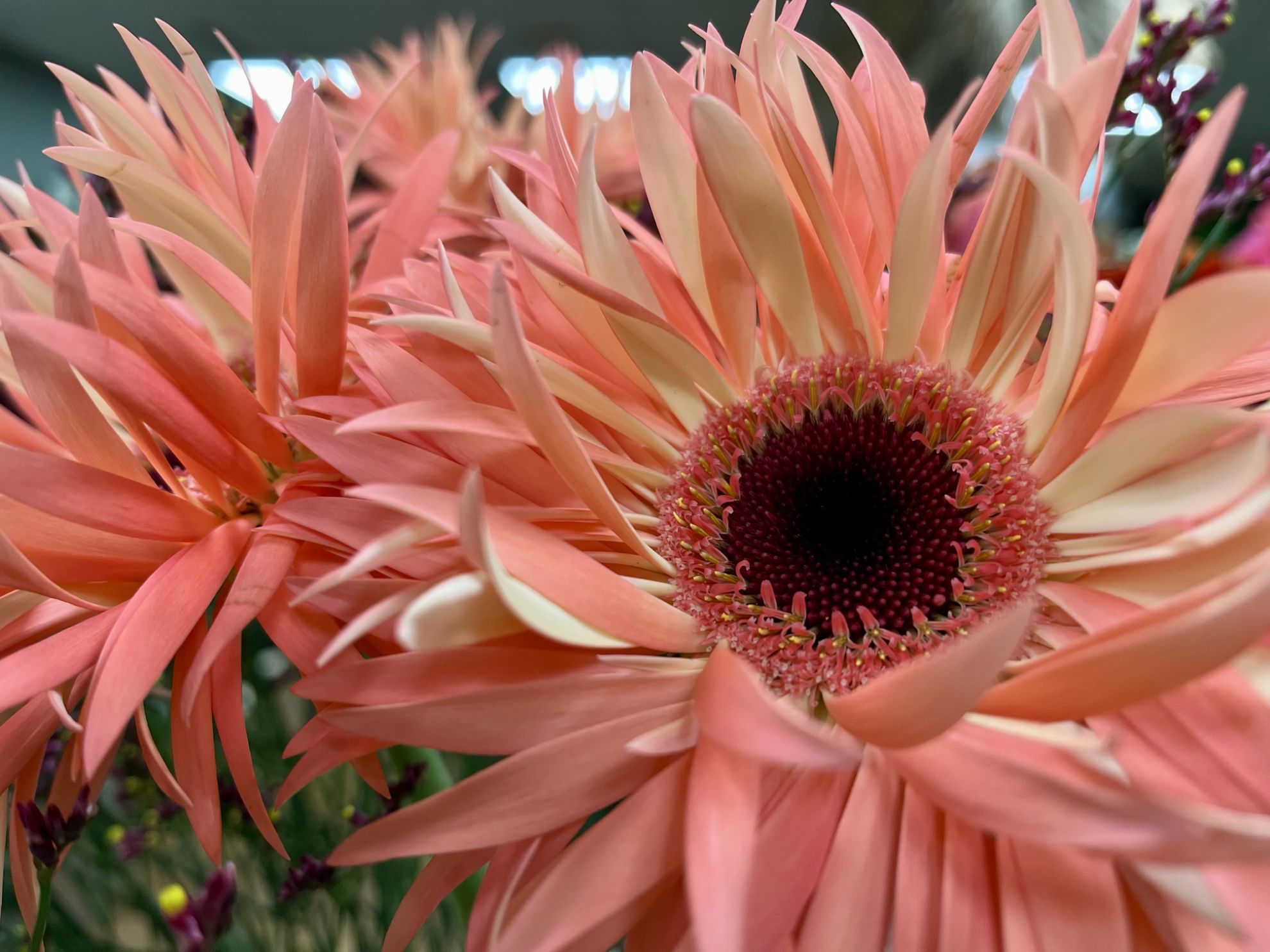 Liebe in voller Blüte